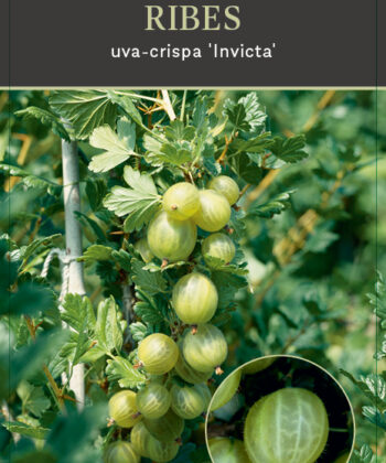 Ribes uva-crispa 'Invicta' - kruisbes