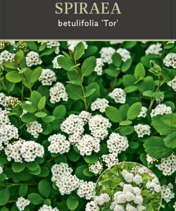 Spiraea bet. 'Tor'