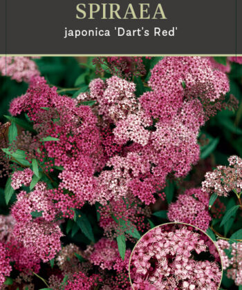Spiraea Japonica 'Dart's Red'