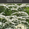 Spiraea Nipponica 'Snowmound'