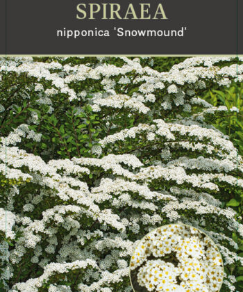 Spiraea Nipponica 'Snowmound'