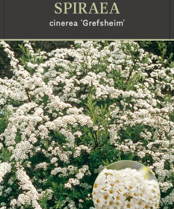 Spiraea Cinerea 'Grefsheim'