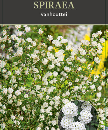 Spiraea vanhouttei
