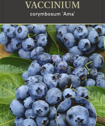 Vaccinium corymbosum ‘Ama' - Blauwe bes