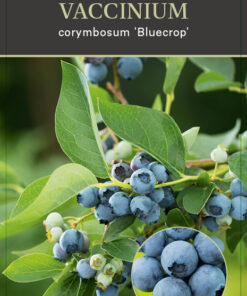 Vaccinium corymbosum ‘Bluecrop’