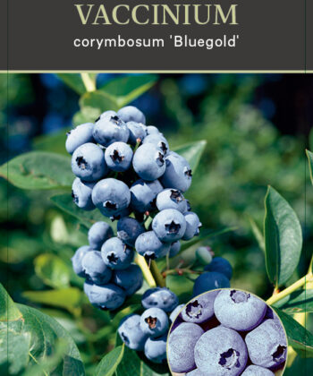 Vaccinium corymbosum ‘Bluegold'