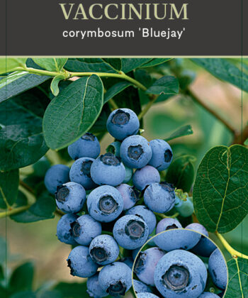 Vaccinium corybosum ‘Bluejay’