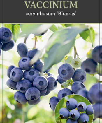 Vaccinium corymbosum ‘Blueray'