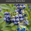 Vaccinium corymbosum ‘Brigitta Blue’