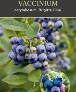 Vaccinium corymbosum ‘Brigitta Blue’