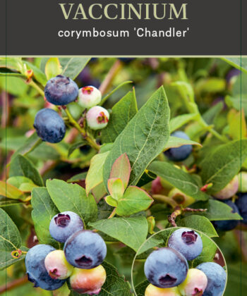 Vaccinium corymbosum ‘Chandler'