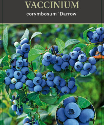 Vaccinium corymbosum ‘Darrow’
