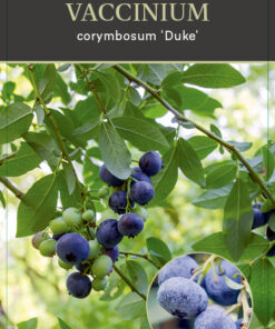 Vaccinium corymbosum ‘Duke’