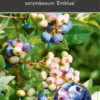 Vaccinium corymbosum ‘Emblue'