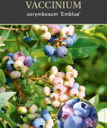 Vaccinium corymbosum ‘Emblue'
