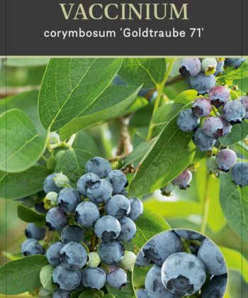 Vaccinium corymbosum ‘Goldtraube 71’
