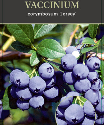 Vaccinium corymbosum ‘Jersey'