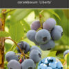 Vaccinium corymbosum ‘Liberty'