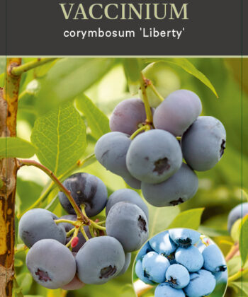 Vaccinium corymbosum ‘Liberty'