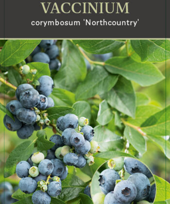 Vaccinium corymbosum ‘North Country'