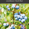 Vaccinium corybosum ‘Ozark Blue'