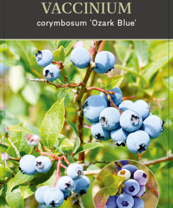 Vaccinium corybosum ‘Ozark Blue'
