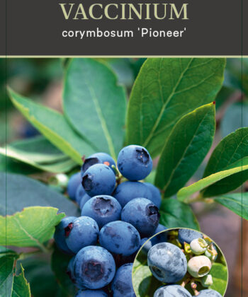 Vaccinium corymbosum ‘Pioneer'