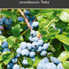 Vaccinium corymbosum ‘Reka’®