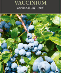 Vaccinium corymbosum ‘Reka’®