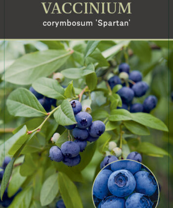 Vaccinium corymbosum ‘Spartan’
