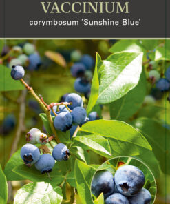 Vaccinium corymbosum ‘Sunshine Blue’