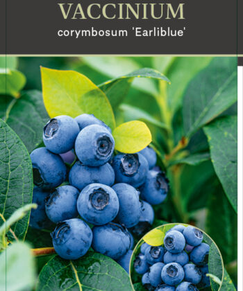 Vaccinium corymbosum ‘Early Blue'