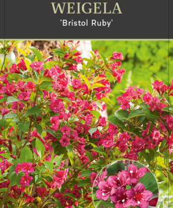 Weigela 'Bristol Ruby'