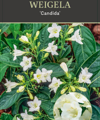 Weigela 'Candida'