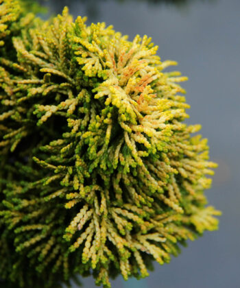 Chamaecyparis obtusa 'Nana Lutea' op stam