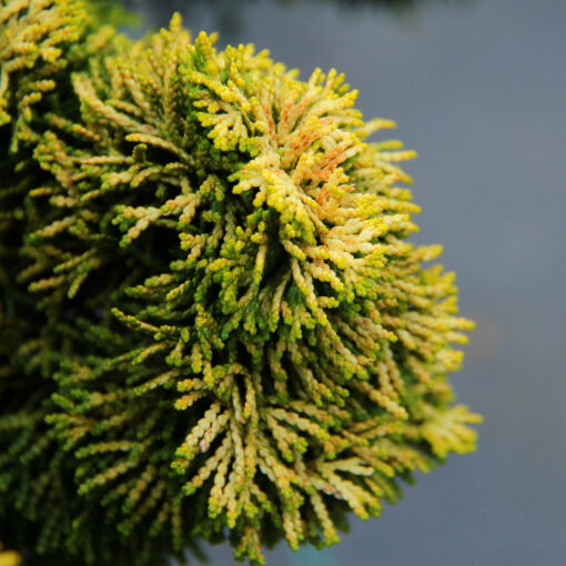 Chamaecyparis obtusa 'Nana Lutea' op stam