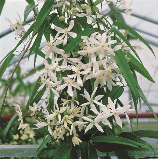 Clematis Armandii 'Snowdrift' - Afbeelding 2