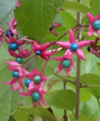 Clerodendrum Trichotomum Fargesii