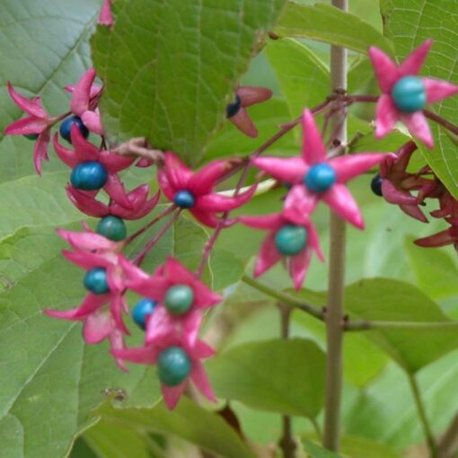 Clerodendrum Trichotomum Fargesii
