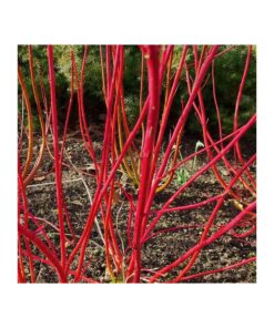 Cornus Alba 'Sibirica'