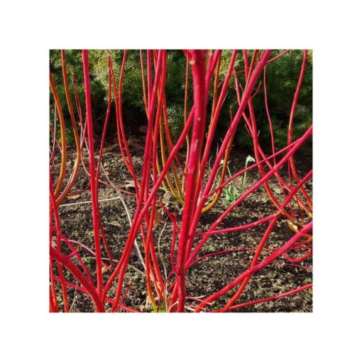 Cornus Alba 'Sibirica'