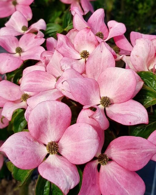 Cornus Kousa 'Satomi' - Afbeelding 2