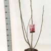 Magnolia 'Daybreak'
