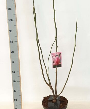 Magnolia 'Daybreak'