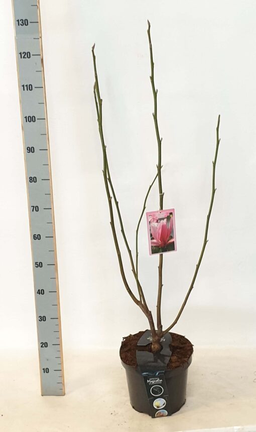 Magnolia 'Daybreak'