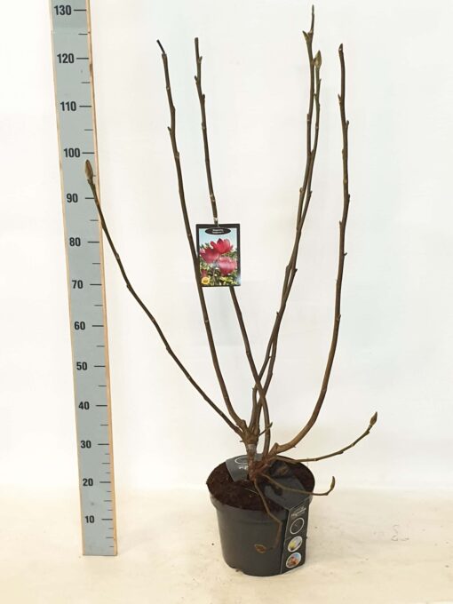 Magnolia 'Emperor' pbr