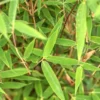 Bamboe Fargesia 'Malachite Monkey's® '