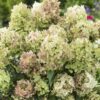 Hydrangea paniculata ‘Petit Star' - Pluimhortensia