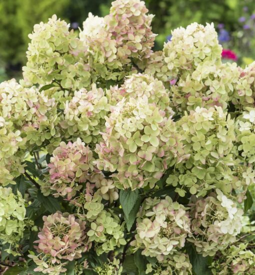Hydrangea paniculata ‘Petit Star' - Pluimhortensia