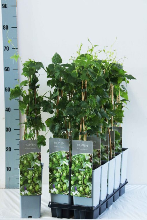 Humulus lupulus - Hop - Afbeelding 2